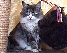 Tabby