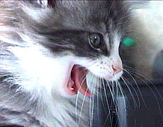 Tabby1
