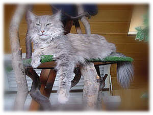 Earl Grey's Ginger