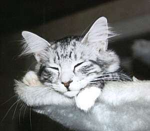 Pia-Piccolina 1