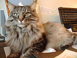 Earl Grey's Francis Durbridge