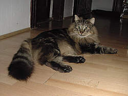Noah (Earl Grey's Nikita)