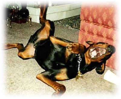 Story1 Hund