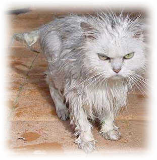 Story1 Katze