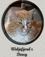 Widjefjord's Darcy