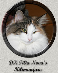DK Tilia Nova's Kilimanjaro
