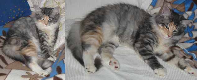 Urya Geena d'Hibernias Show-Resultat 1
� Photo: C. Heymans