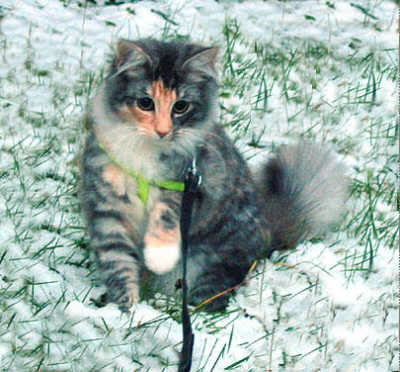 Urya Geena d'Hibernias Show-Resultat 2
� Photo: C. Heymans