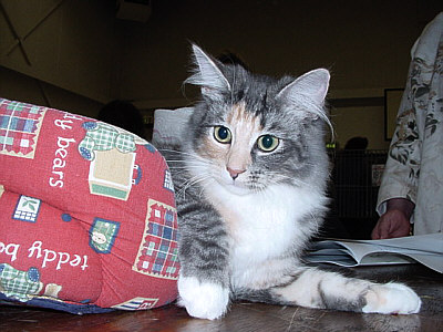 Urya Geena d'Hibernias Show-Resultat 3a
� Photo: B. Goritzka