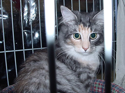 Urya Geena d'Hibernias Show-Resultat 3b
� Photo: B. Goritzka