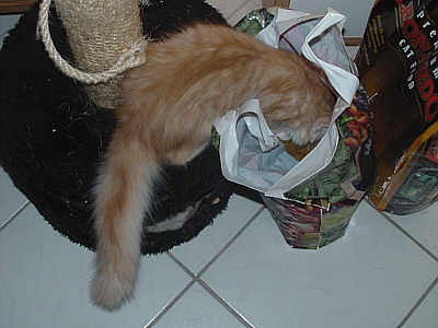 Xeno und die Futterlieferung 4
� Photo: B. Goritzka