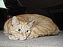 Stanley 1