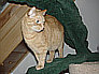 Stanley 2