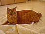 Stanley 3