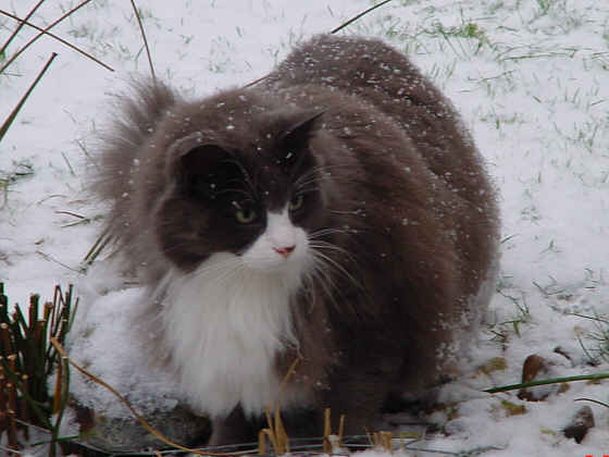 Eary-Grey
� Photo: B. Goritzka