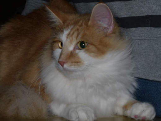 Arne Show-Resultate 11
� Photo: a. Degener