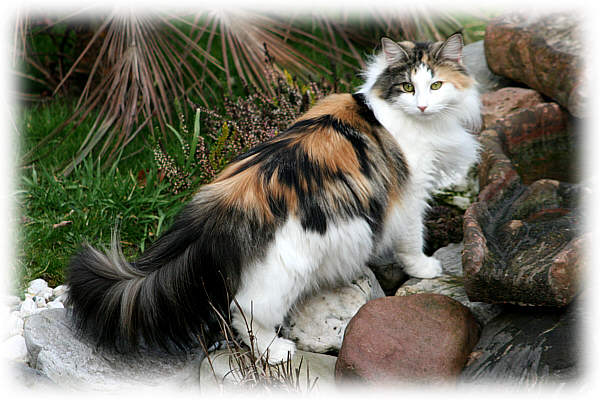 Kili
� Photo: B. Goritzka