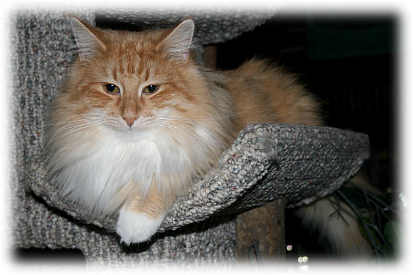 Zico
� Photo: B. Goritzka