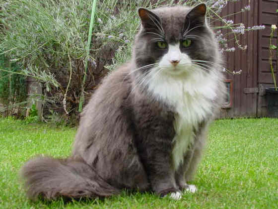 Eary-Grey
� Photo: B. Goritzka