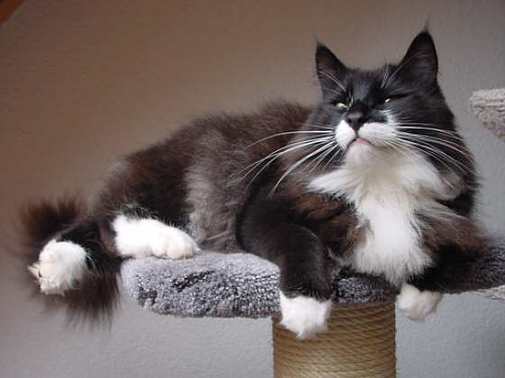 Eddie Constantine
� Photo: B. Goritzka