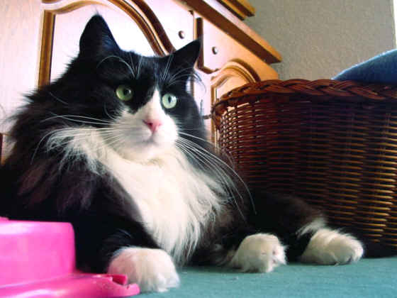 Edgar Wallace
� Photo: B. Goritzka