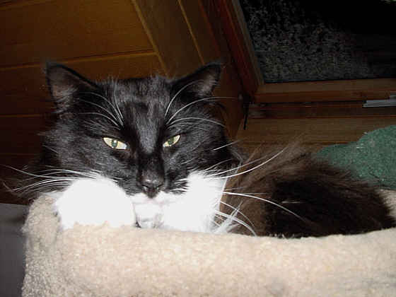 Earl Grey's Albert Einsstein
� Photo: B. Goritzka