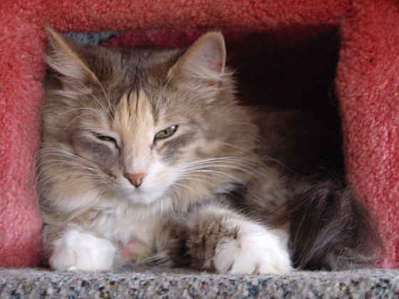 Fiola van Pondiki
� Photo: B. Goritzka