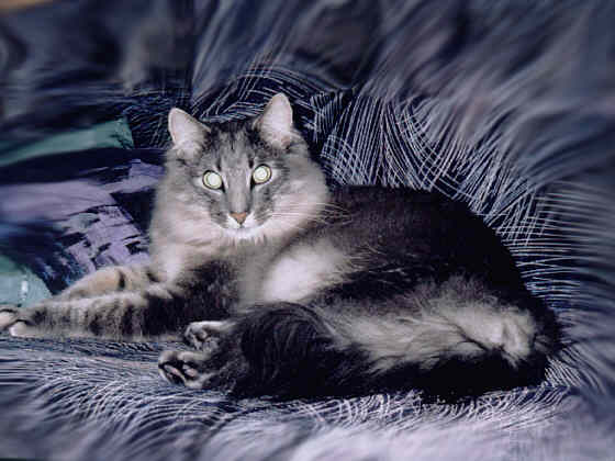 Earl Grey's Guildo Horn
� Photo: B. Goritzka