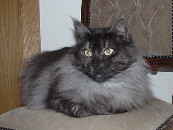 Earl Grey's Baronesse Bijou
� Photo: B. Goritzka