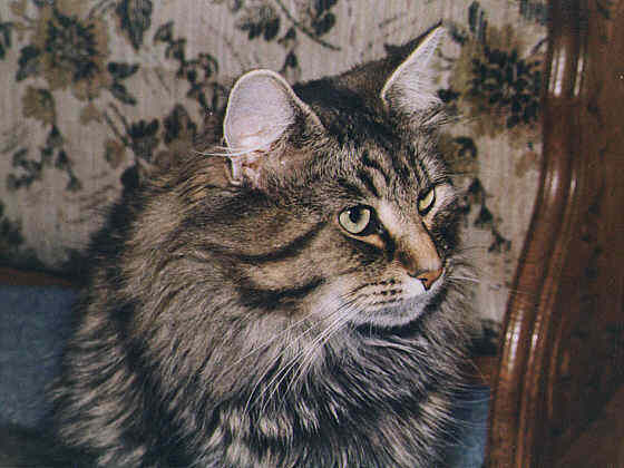 Moondust's Duncan Mc Loud
� Photo: B. Goritzka