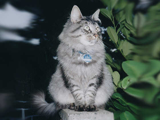 Earl Grey's Hanja
� Photo: Hettig