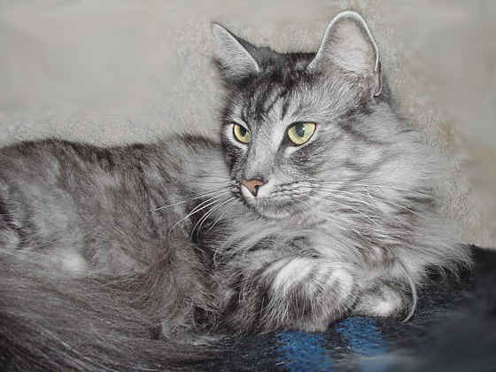 Earl Grey's Hanni
� Photo: B. Goritzka