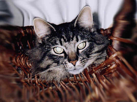 Earl Grey's Heinrich B�ll
� Photo: Jensen