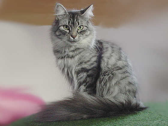 Earl Grey's Hexe
� Photo: B. Goritzka