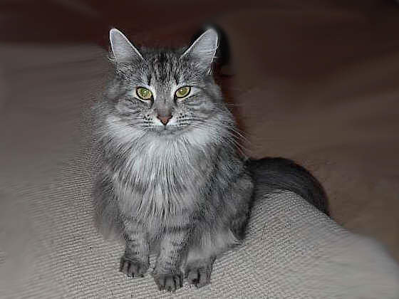 Earl Grey's Holly
� Photo: D. Barking