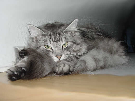 Earl Grey's Hubert K.
� Photo: b. Goritzka