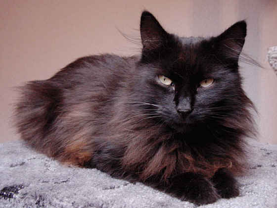 Elissa vom Oelvebach
� Photo: B. Goritzka