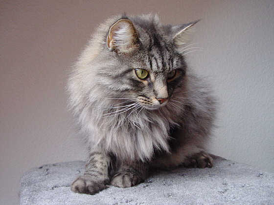 Earl Grey's Francis Durbridge
� Photo: A. Dombrowski