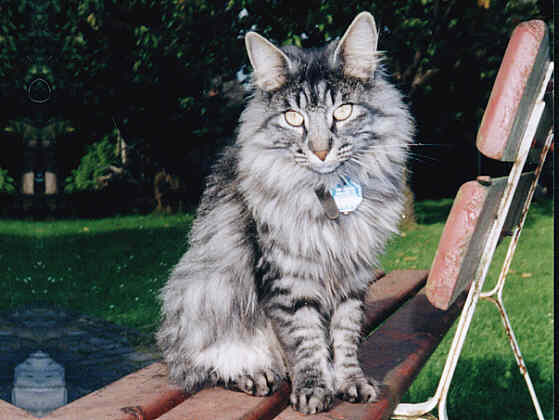 Earl Grey's Ilka
� Photo: Hettig