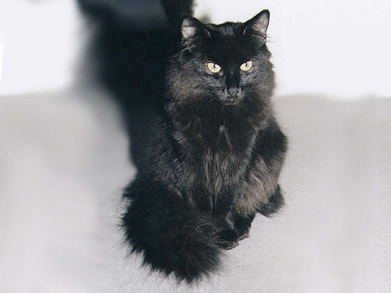 Earl Grey's Ippelchen
� Photo: A. Dombrowski