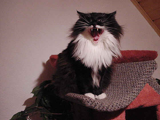 Earl Grey's Albert Einsstein
� Photo: B. Goritzka