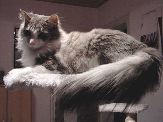 Earl Grey's Janis
� Photo: B. Goritzka