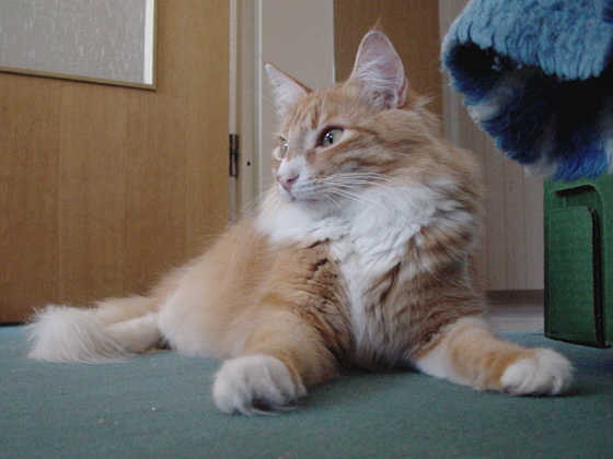 Earl Grey's Jerry Lee Lewis
� Photo: B. Goritzka