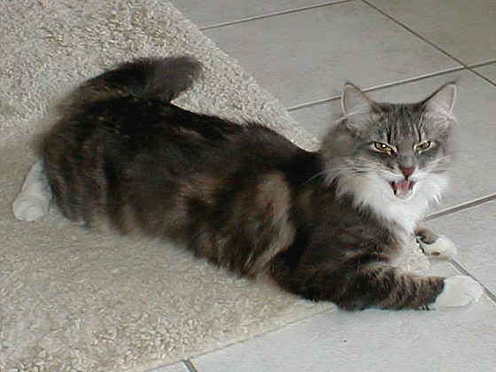 Earl Grey's Joy
� Photo: Christmann