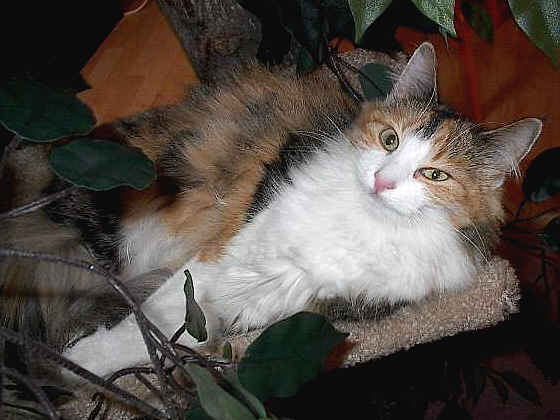 Earl Grey's Julchen
� Photo: D. Barking