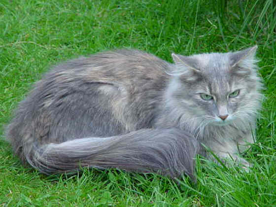 Earl Grey's Ginger
� Photo: B. Goritzka