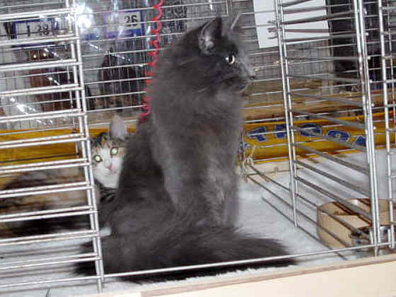 Earl Grey's Kalle Blomquist
� Photo: B. Goritzka