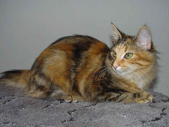 Earl Grey's Karina
� Photo: B. Goritzka