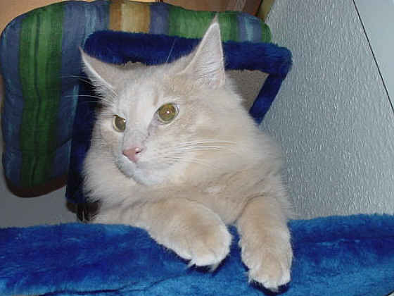 Earl Grey's K. K. Kallewirsch
� Photo: B. Goritzka