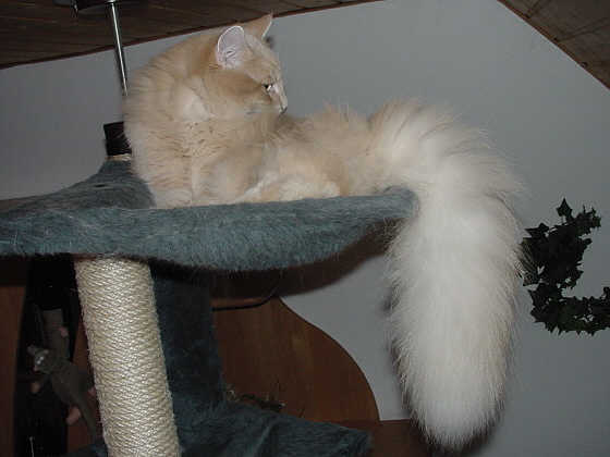 Earl Grey's Knut Knutson
� Photo: B. Goritzka